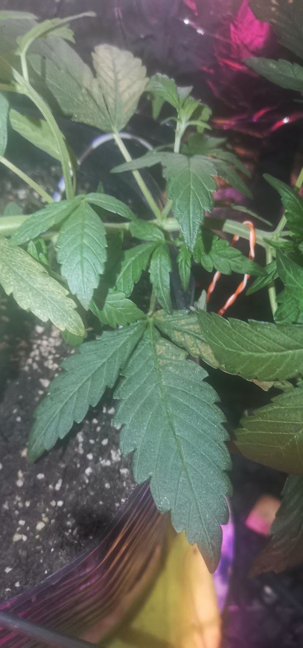 0A413E25-786F-4921-BBC9-27E999BF3789.jpeg 0A413E25-786F-4921-BBC9-27E999BF3789.jpeg