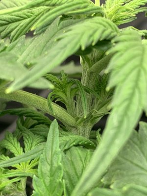 8532932F-B83F-4ADF-BAB3-A2E5BD98ABEF.jpeg 8532932F-B83F-4ADF-BAB3-A2E5BD98ABEF.jpeg