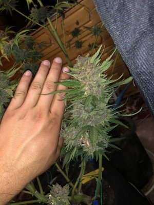 F9AC2108-B641-4D4E-B2ED-49E8061AF86A.jpeg F9AC2108-B641-4D4E-B2ED-49E8061AF86A.jpeg