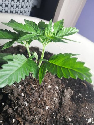 IMG_20220823_195404.jpg IMG_20220823_195404.jpg