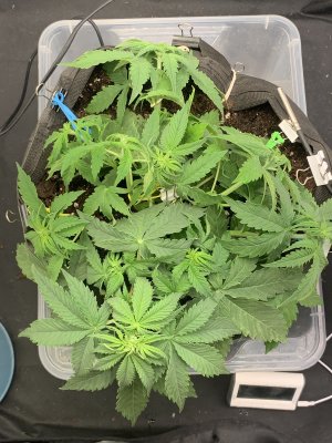 3DA55862-722B-4450-B52B-4A55F7BCCBB0.jpeg 3DA55862-722B-4450-B52B-4A55F7BCCBB0.jpeg