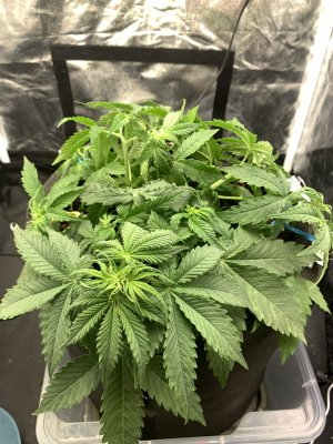 C850437B-A78B-428D-AC32-5EDF0275957F.jpeg C850437B-A78B-428D-AC32-5EDF0275957F.jpeg