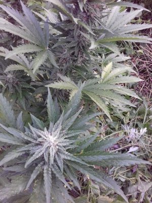 20220823_065851.jpg 20220823_065851.jpg