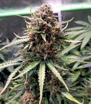 1661502302382.png 1661502302382.png