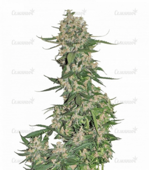 1661502308113.png 1661502308113.png