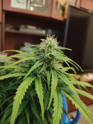 IMG20220828090504.jpg IMG20220828090504.jpg