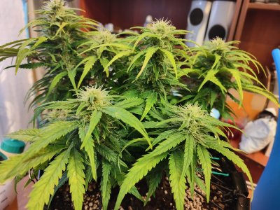 IMG20220828090608.jpg IMG20220828090608.jpg