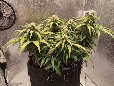 IMG20220828092141.jpg IMG20220828092141.jpg