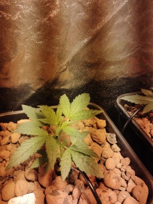 IMG_20220829_182830.jpg IMG_20220829_182830.jpg