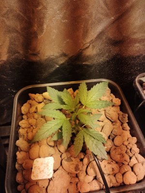 IMG_20220829_182807.jpg IMG_20220829_182807.jpg