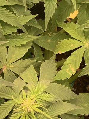 66270A56-ED0F-4429-802B-D5C540ECB8EE.jpeg 66270A56-ED0F-4429-802B-D5C540ECB8EE.jpeg