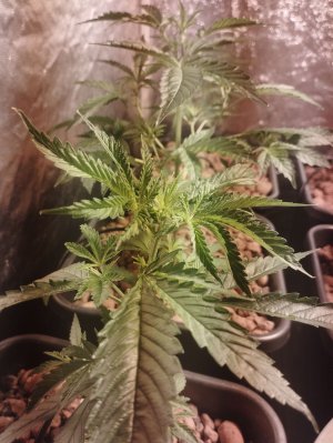 IMG_20220831_072206.jpg IMG_20220831_072206.jpg