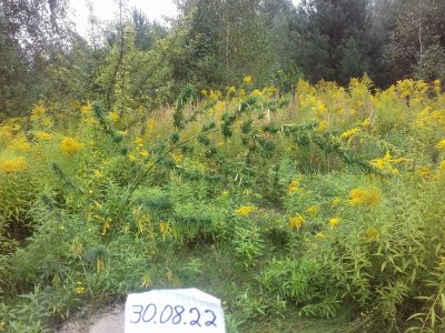 Twisted Helix 20150104_192541.jpg