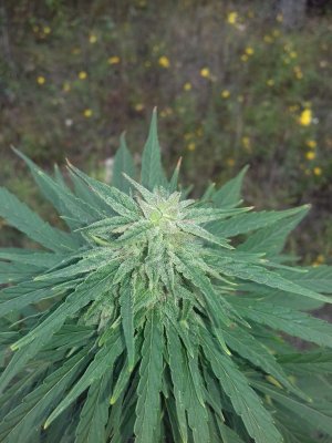 20150104_205712.jpg 20150104_205712.jpg