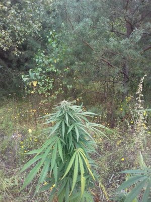 20150104_205739.jpg 20150104_205739.jpg