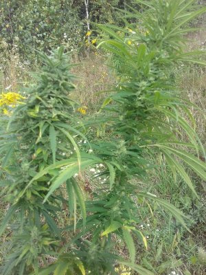 20150104_210702.jpg 20150104_210702.jpg