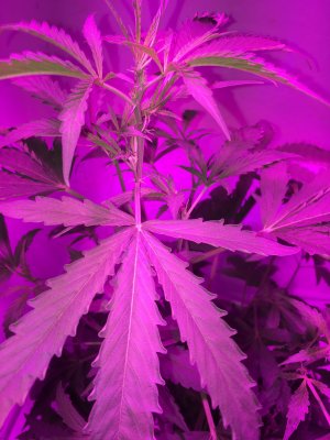 01 (12).JPG 01 (12).JPG