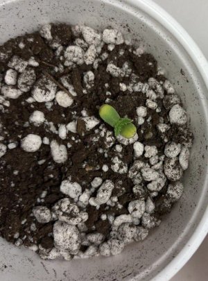 8EC8DB39-AF0F-49B3-82F9-83AC9653B454.jpeg 8EC8DB39-AF0F-49B3-82F9-83AC9653B454.jpeg