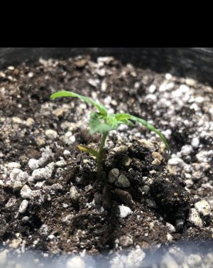 9C0970F2-3C33-4A50-B17D-C9A8EF537629.jpeg 9C0970F2-3C33-4A50-B17D-C9A8EF537629.jpeg