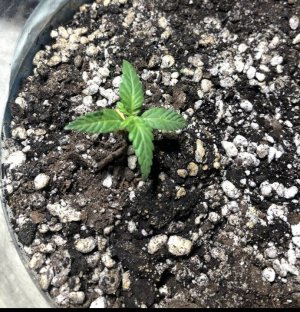 4BFA6DA9-93B0-4FF6-ADA3-D6AA8FD57AA3.jpeg 4BFA6DA9-93B0-4FF6-ADA3-D6AA8FD57AA3.jpeg