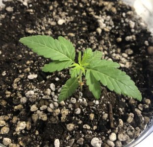 1423D2CA-DB43-40D6-85F4-97606B6BB960.jpeg 1423D2CA-DB43-40D6-85F4-97606B6BB960.jpeg