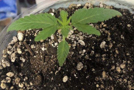 FCC6D911-859B-4FE7-A308-0AA9D82A54DE.jpeg FCC6D911-859B-4FE7-A308-0AA9D82A54DE.jpeg