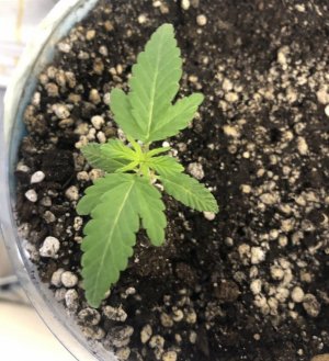 1670F787-BDE2-4B04-BDAA-862E816BBE11.jpeg 1670F787-BDE2-4B04-BDAA-862E816BBE11.jpeg