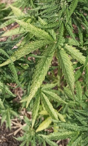 IMG_20220904_152809.jpg IMG_20220904_152809.jpg