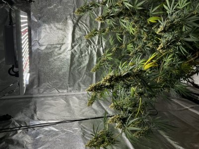 BB752BAD-7E31-4849-8613-AE3966CBD8CB.jpeg BB752BAD-7E31-4849-8613-AE3966CBD8CB.jpeg