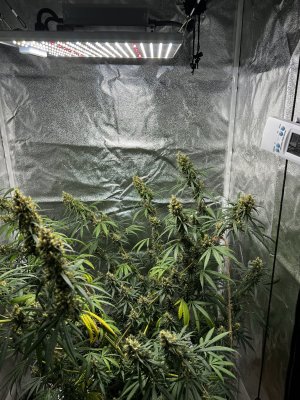 B3388D9E-0E33-4C5F-9F98-471A6BA4FF7F.jpeg B3388D9E-0E33-4C5F-9F98-471A6BA4FF7F.jpeg