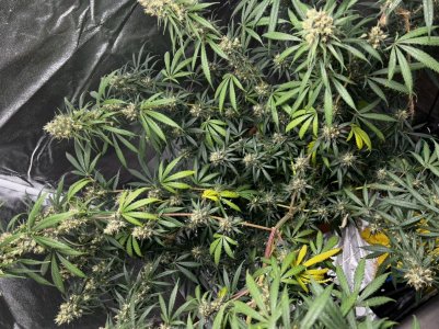 17BC02CA-5A0E-4B56-A217-107FB83A2D6F.jpeg 17BC02CA-5A0E-4B56-A217-107FB83A2D6F.jpeg