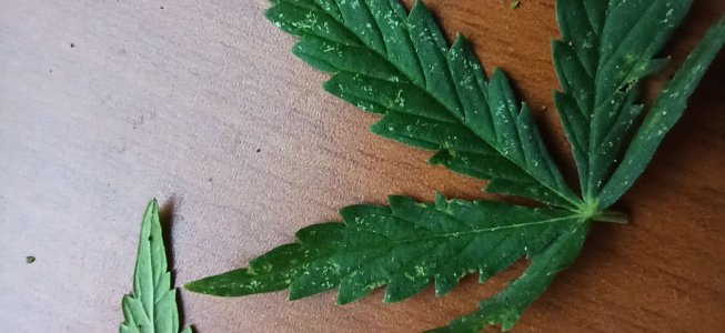 IMG_20220904_190644.jpg IMG_20220904_190644.jpg