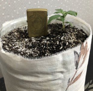 73AA5341-51D9-4903-BB2C-F7E65EEBDF36.jpeg 73AA5341-51D9-4903-BB2C-F7E65EEBDF36.jpeg