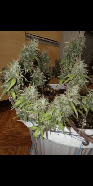 Screenshot_20220906-153328.png Screenshot_20220906-153328.png