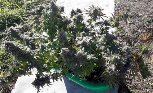 gorilla-glue-4-fem-anesia-seeds__VmasQvCFrl62fTVZ.jpg