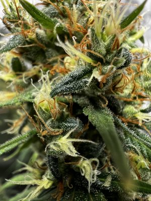 B35A435B-42DF-487E-AD02-7427788B52A1.jpeg B35A435B-42DF-487E-AD02-7427788B52A1.jpeg