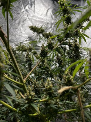 3D5D0700-5978-48E3-947A-CD51B68E08B9.jpeg 3D5D0700-5978-48E3-947A-CD51B68E08B9.jpeg