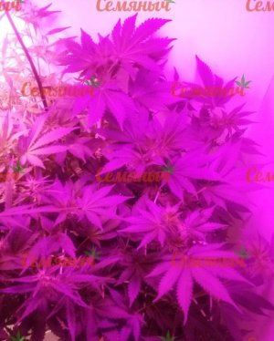 457-wm-199893.79999998212_watermarked.jpg 457-wm-199893.79999998212_watermarked.jpg