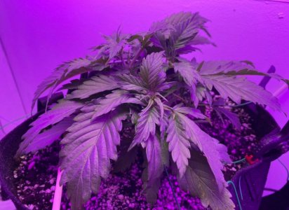 2E9D33CC-95C5-46E4-8CCF-C9F261E024BF.jpeg 2E9D33CC-95C5-46E4-8CCF-C9F261E024BF.jpeg