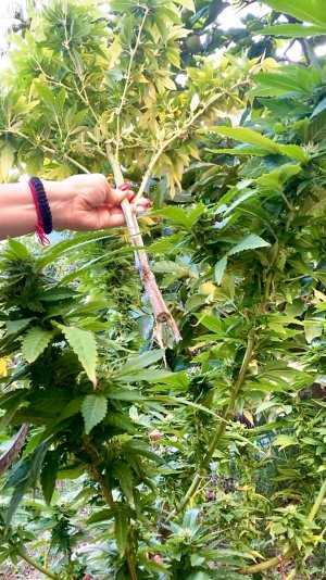 A2DDBF77-4A00-4E65-ABC5-611671B3DC47.jpeg A2DDBF77-4A00-4E65-ABC5-611671B3DC47.jpeg