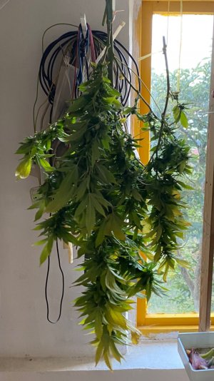 0B5F1F7C-AB1B-4D91-9331-22B1BF38A513.jpeg 0B5F1F7C-AB1B-4D91-9331-22B1BF38A513.jpeg