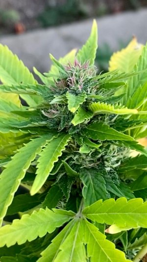 6F698018-B186-4243-A8C2-E12262763251.jpeg 6F698018-B186-4243-A8C2-E12262763251.jpeg