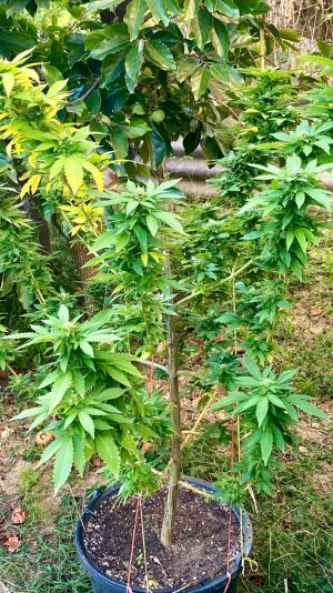 D8882D6E-3640-46F9-8969-B179544DF683.jpeg D8882D6E-3640-46F9-8969-B179544DF683.jpeg