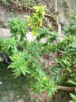 03BD2340-75DF-49EC-BBE8-B66B85158527.jpeg 03BD2340-75DF-49EC-BBE8-B66B85158527.jpeg