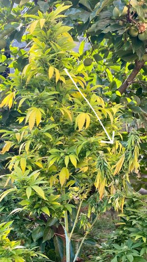 85F4E954-B216-48BB-8633-3940DCEC1940.jpeg 85F4E954-B216-48BB-8633-3940DCEC1940.jpeg