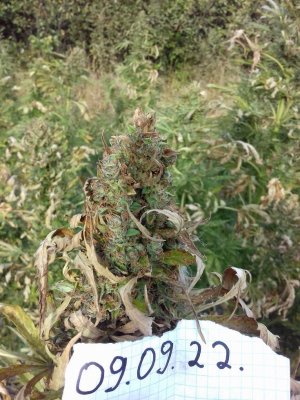 20220909_170532.jpg 20220909_170532.jpg