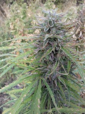 20220909_170605.jpg 20220909_170605.jpg