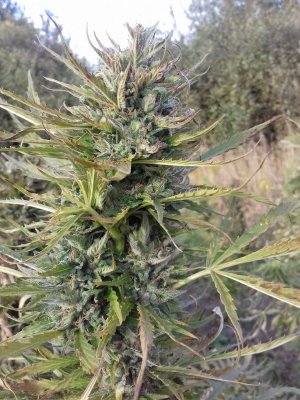 20220909_171020.jpg 20220909_171020.jpg