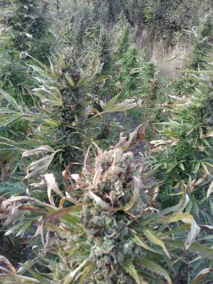 20220909_171055.jpg 20220909_171055.jpg