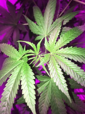 первый куст